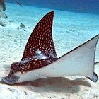 Spotted Eagle Ray  Exif JPEG PICTURE